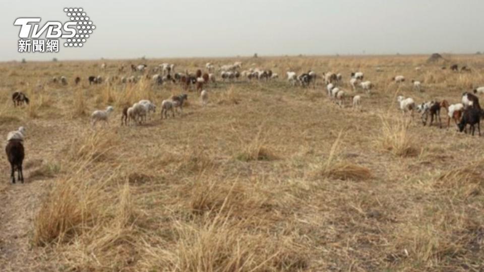根據南蘇丹法律，殺害人類的動物要被送給受害家庭作為補償。（圖／翻攝自Daily Star）