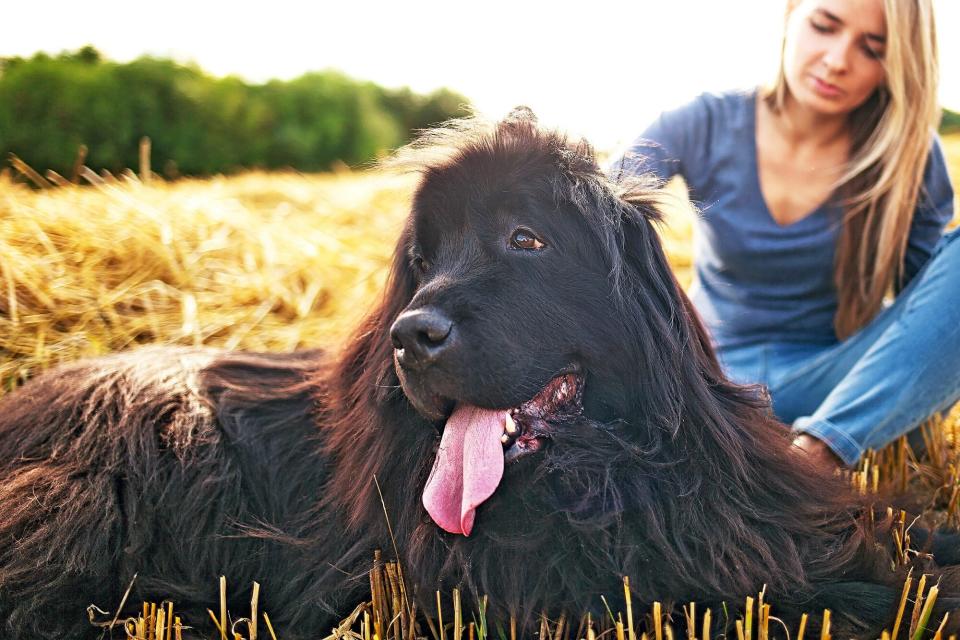 newfoundland dog lying in a in field with her tongue out next to a blonde woman