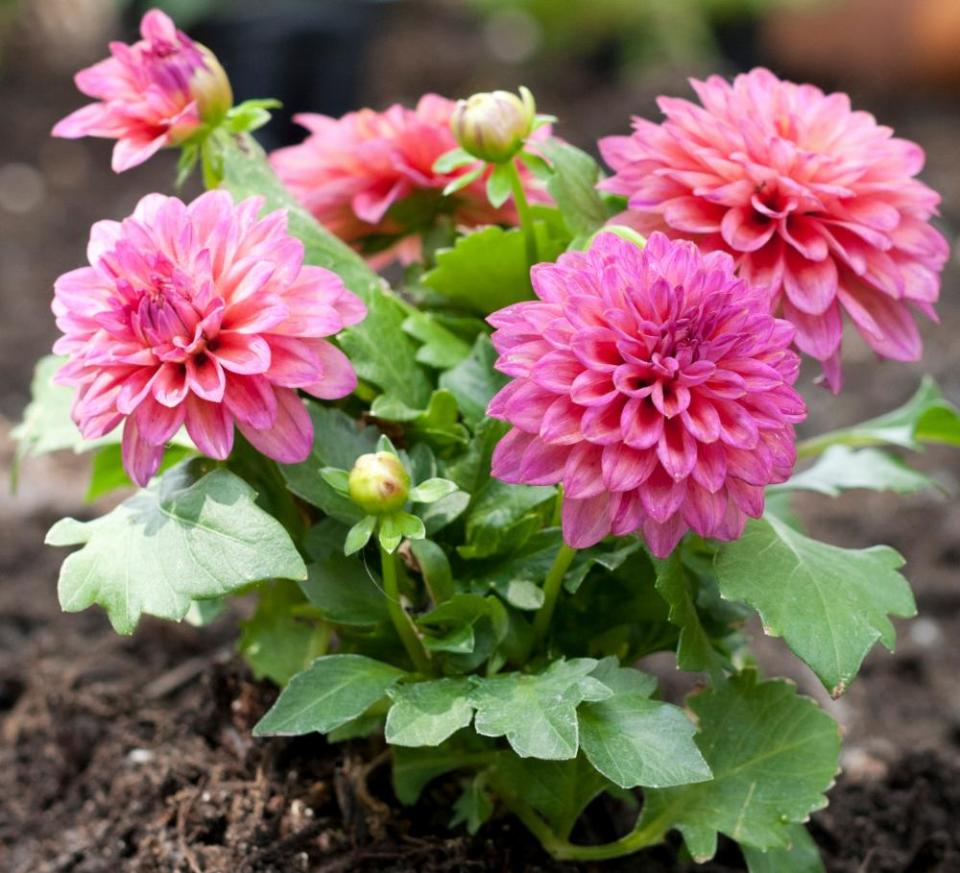 Pink dahlia