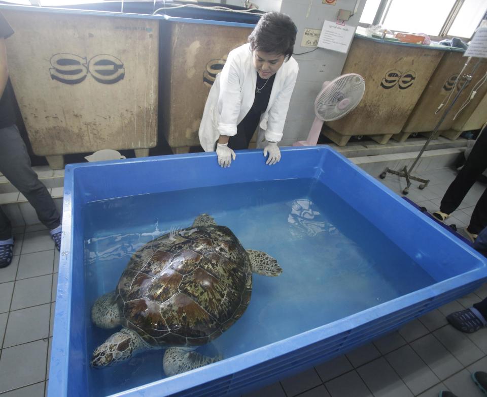 Head of Chulalongkorn University's veterinary medical aquatic animal research center Nantarika Chansue watch 25-year-old green sea turtle "Bank" swim in pond as part of rehabilitation treatment in Bangkok, Thailand, Friday, March 10, 2017. Veterinarian operate on Bank on Monday to remove 915 coins weighing 5 kilograms (11 pounds) from her stomach, which she swallowed after misguided human passers-by tossed coin into her pool for luck in eastern Thailand. (AP Photo/Sakchai Lalit)