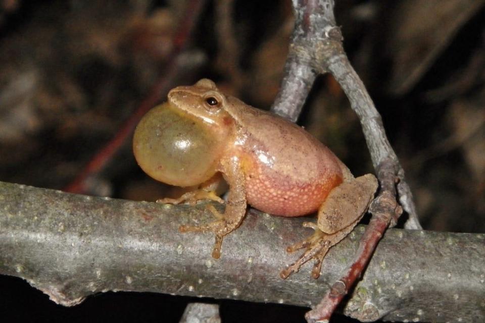 Male spring peepers blow up a sack under their chin and make a loud, repeated “peep” to attract a mate. The females do not peep. For their size, they are one of the loudest animals on earth and their calls can be heard half a mile away.