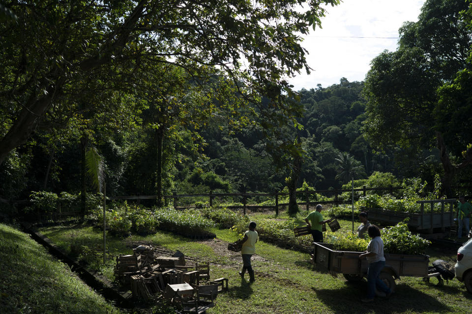 FILE - In this Tuesday, April 16, 2019 file photo, Maria Coelho da Fonseca Machado Moraes, nicknamed Dona Graça, delivers young trees that she raised, to the ONG Golden Lion Tamarin Association in Silva Jardim, Brazil. She collaborates with a nonprofit group called Save the Golden Lion Tamarin, which works to protect and restore the forest habitat of the endangered namesake monkey. (AP Photo/Leo Correa, File)