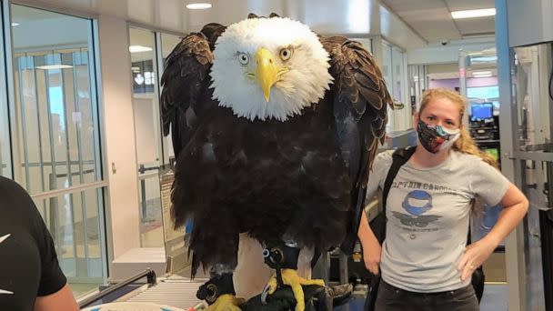 PHOTO: Clark the Eagle is seen going through security at the Charlotte Douglas International Airport, Aug. 22, 2022, in an image posted to the TSA Southeast Region's Twitter account. (TSA Southeast Region via Twitter)
