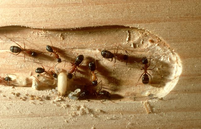 Oxford Scientific / Getty Images Carpenter ants damage wood
