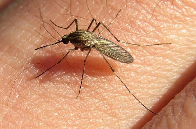 Bill Gates y su nueva inversión en Colombia: mosquitos modificados para controlar epidemias