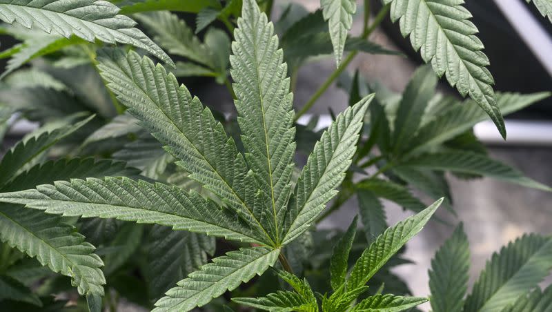 Marijuana plants grow at a secured growing facility in Washington County, N.Y., May 12, 2023. How are employers dealing with testing workers for marijuana?