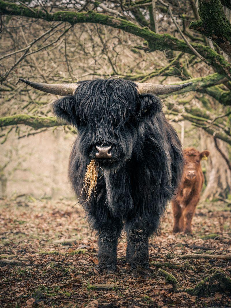 East Anglian Daily Times: Amy Bateman is the British Life Photographer of the Year and Cumbrian farmer 