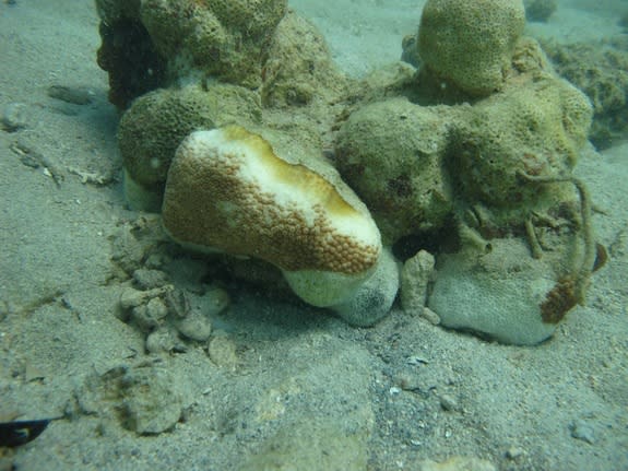 A coral with the "white plague" disease that has spread through reefs in the Caribbean Sea.