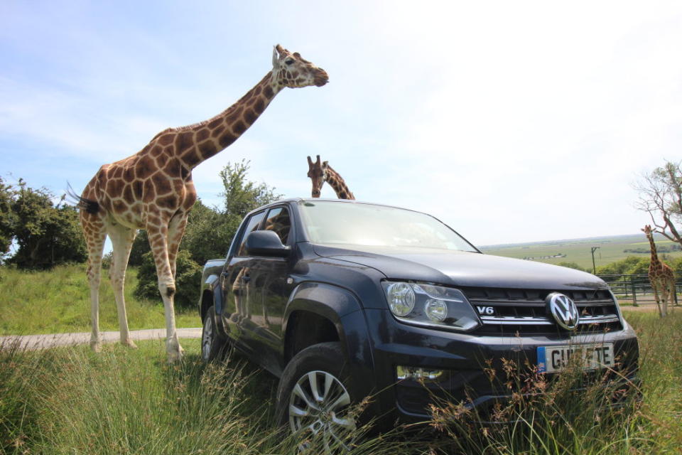 保護野生動物，JCB集團提供30部VW Caddy和Amarok給動物慈善基金