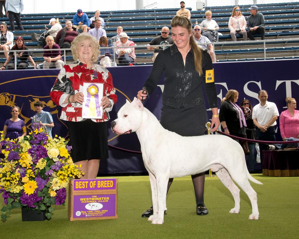Alpha Del Caritas, the Dogo Argentino breed, earned "Best of Breed" at the 148th Westminster Kennel Club Dog Show at the USTA Billie Jean King National Tennis Center in New York City, New York, on May 14, 2024.