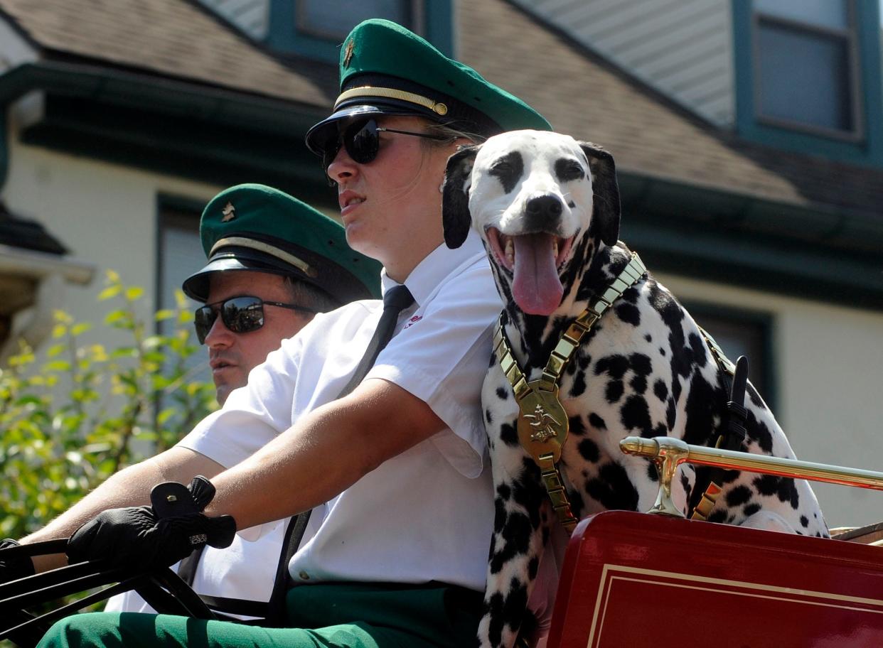 A Dalmatian sits with the drivers on the Budweiser beer wagon. The Budweiser Clydesdales will appear at the Sandusky County Fair Wednesday.
