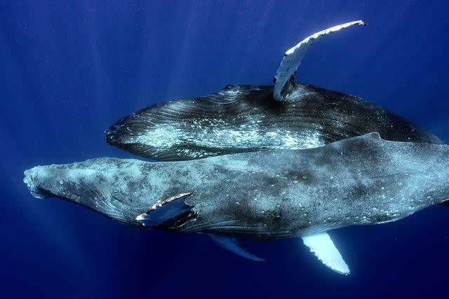 <p>Lyle Krannichfeld/Brandi Romano/PWF/SWNS</p> Two humpback whales observed copulating for the first time ever