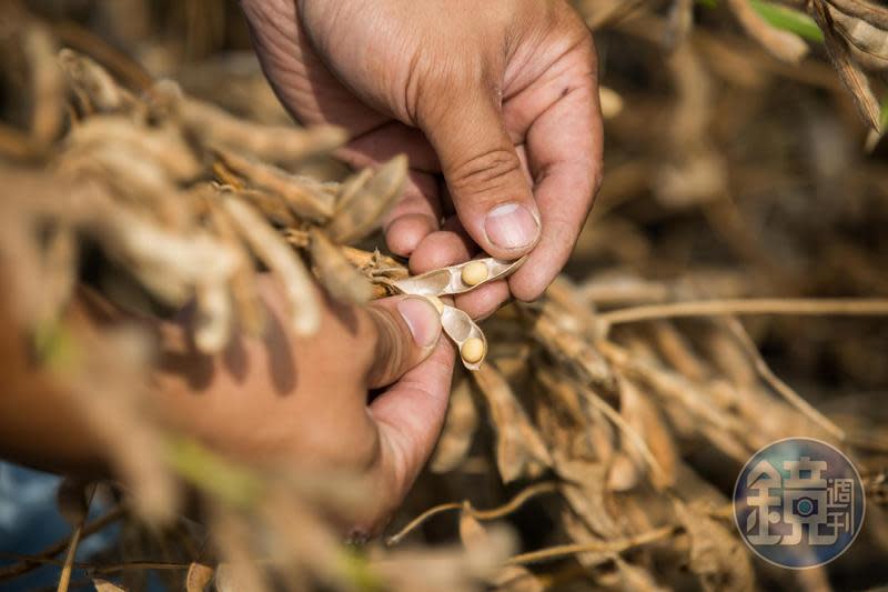 台灣大豆產業策略聯盟擬定5年內要讓國產大豆搶占食用市占率10%，國內種植面積達1萬公頃以上。