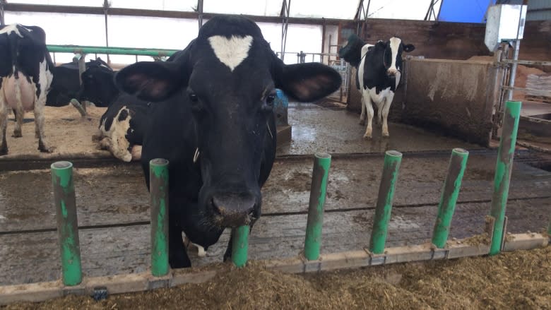 'It's a lifelong dream': Bonshaw family wins top award for dairy farmers in Canada