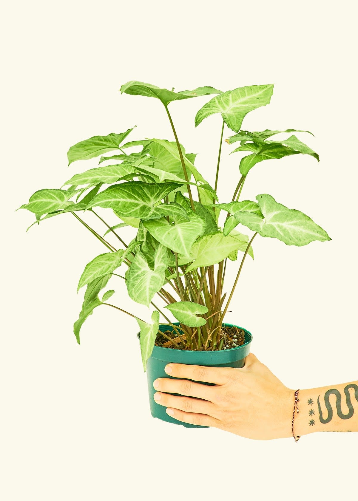 <p><a href="https://heyrooted.com/products/arrowhead-plant-white-butterfly-syngonium-podophyllum-medium" rel="nofollow noopener" target="_blank" data-ylk="slk:Shop Now;elm:context_link;itc:0;sec:content-canvas" class="link rapid-noclick-resp">Shop Now</a></p><p>White Arrowhead Plant</p><p>heyrooted.com</p><p>$32.00</p><span class="copyright">Rooted</span>