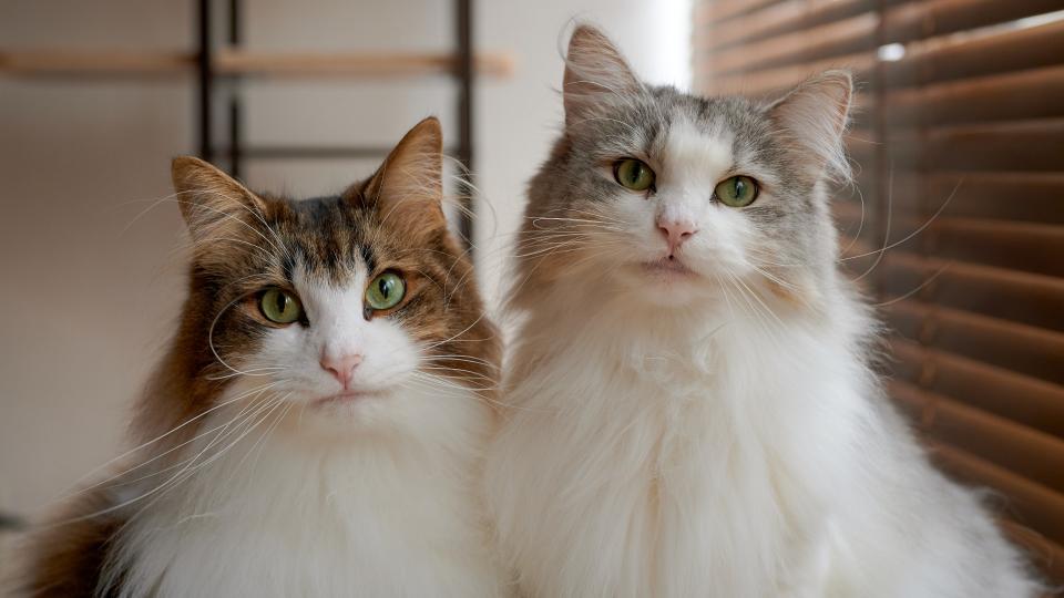 <p> This popular breed of domestic cat originates from Northern Europe, and so naturally adapted to a colder climate. As a result, the Norwegian Forest Cat has a thick, glossy, waterproof top-coat, warm, woolly undercoat and bushy tail to keep insulated. Bear in mind though, their fluffy coats are prone to shedding in the colder seasons.&#xA0; </p> <p> So you&#x2019;ll need to maintain extra grooming during this time of the year. Despite their large size and tall demeanour, this breed is incredibly loving! In fact, Norwegian Forest Cats are the most gentle and friendly fluffy cats, making excellent, family pets.&#xA0; </p>