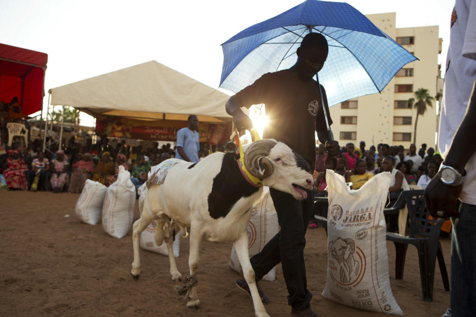 In this Wednesday, Oct. 3, 2012 photo, Abdou Aziz Mare uses an umbrella to protect his sheep Dogo from the sun, as he walks him around the ring during the final judging portion of the Khar Bii regional final in the SICAP neighborhood of Dakar, Senegal. Mare, who spends up to four hours a day with his sheep, explained that this was Dogo's first exposure to Dakar's blazing sun and his first descent down from the sheltered rooftop terrace where he was born and raised. In a nation where sheep are given names and kept inside homes as companion animals, the most popular show on television is "Khar Bii," or literally, "This Sheep" in the local Wolof language. It's an American Idol-style nationwide search for Senegal's most perfect specimen ahead of the Eid al-Adha festival, known locally as Tabaski. (AP Photo/Rebecca Blackwell)