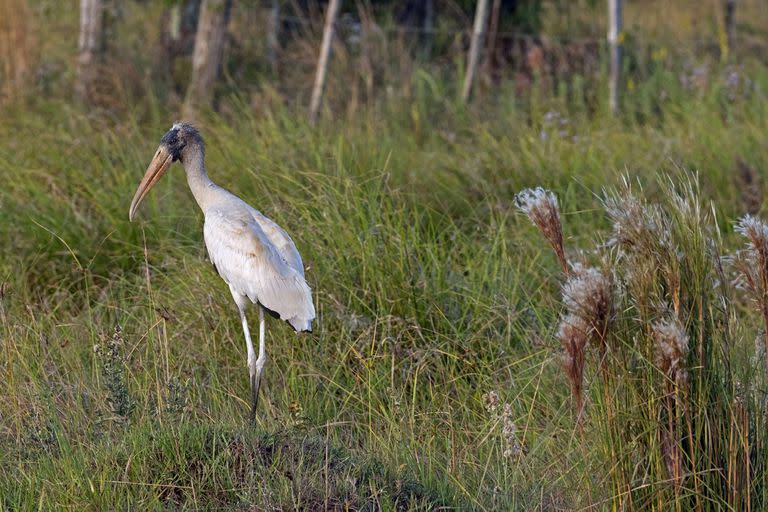 Wood stork  wood ibis CIGUENA (Mycteria americana) in the IberA National Park, Corrientes Province, Argentina. (Photo by  Marica van der Meer/Arterra/Universal Images Group via Getty Imag