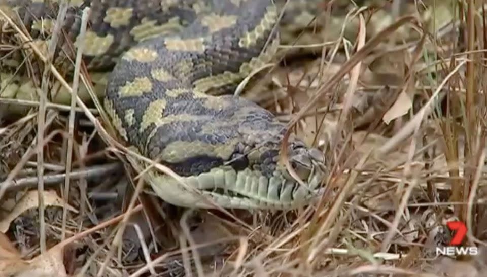 Experts say to immediately call triple zero as soon as you see a snake. Source: File image/7News