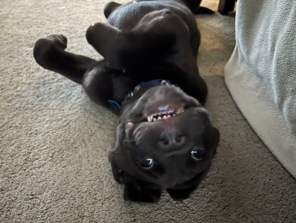 A black dog lying on its back playfully with a wide open mouth and happy expression