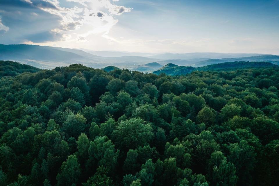 森林的生長狀況受氣候變遷影響，碳匯量也會因為樹林類型不同而異。