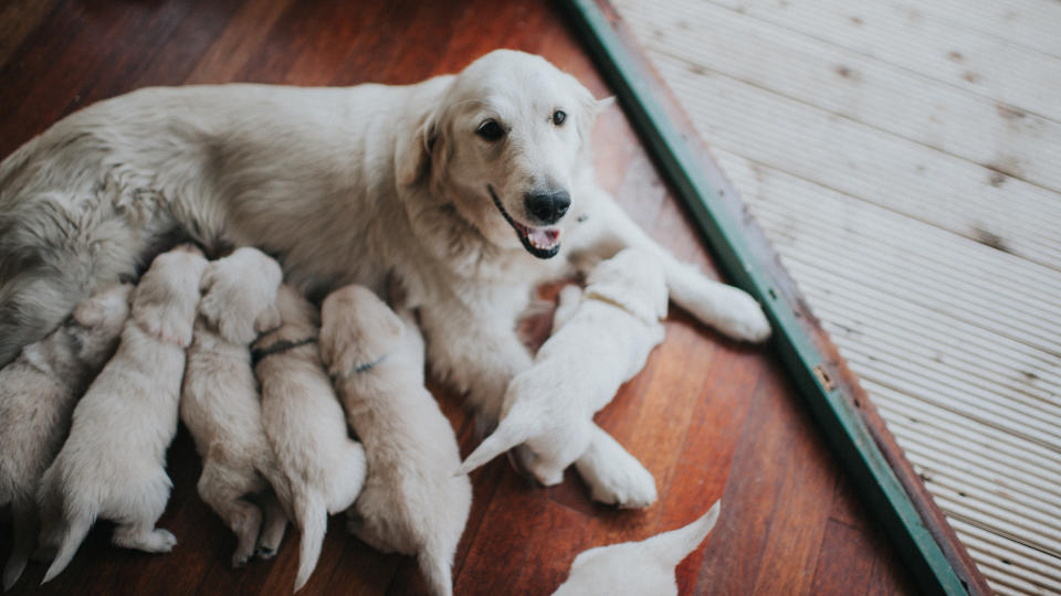 Golden retriever with puppies