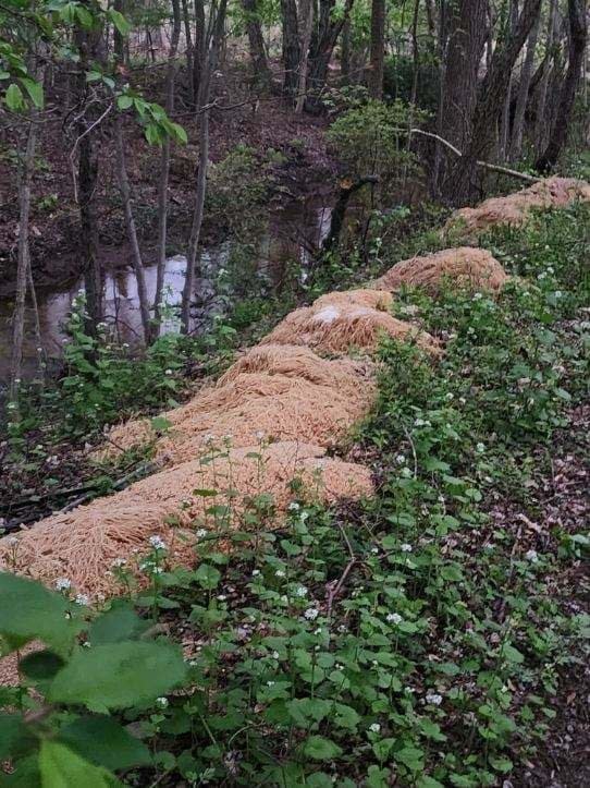 A huge line of pasta amid bushes