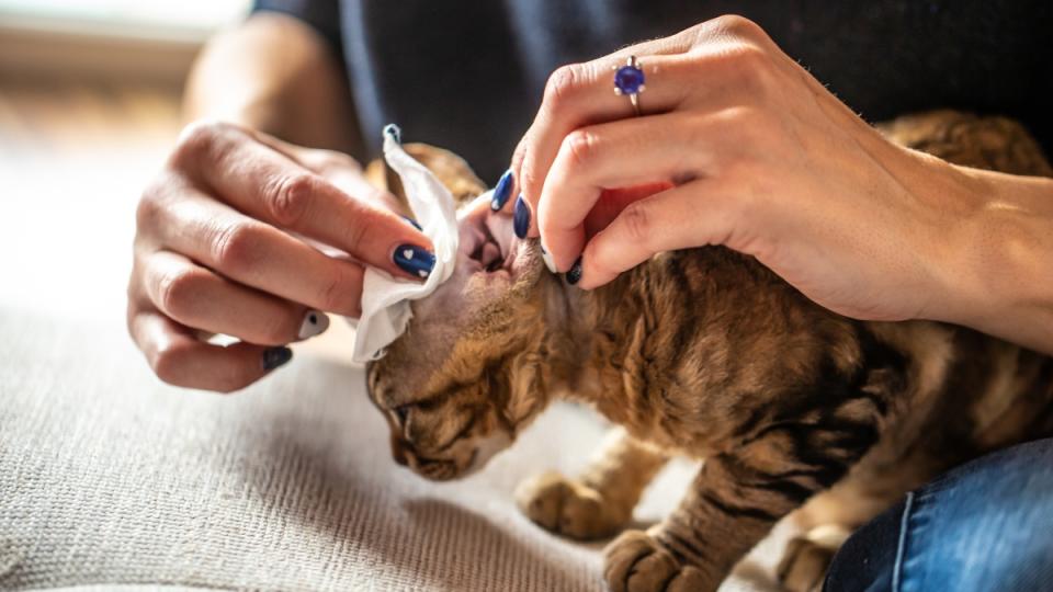 A woman cleaning cat ears.