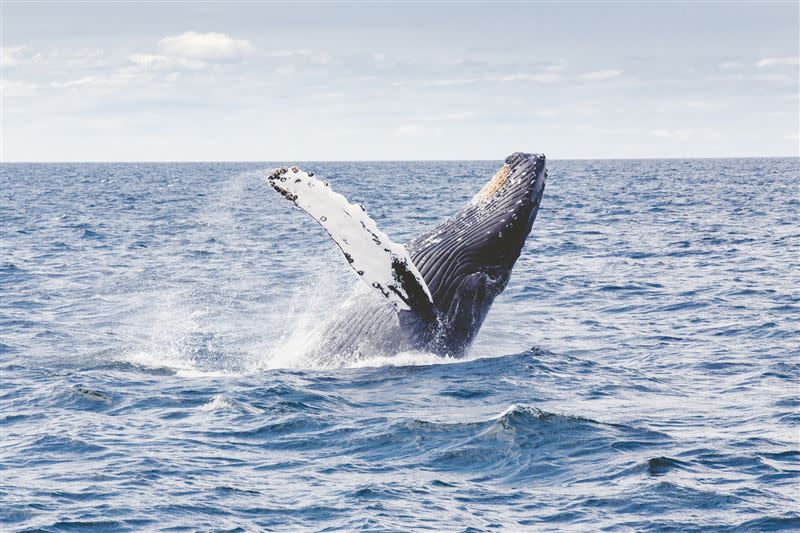 美國加州阿維拉海灘（Avila Beach）可賞鯨、釣魚，是加州福尼亞州中央海岸最熱門的景點之一。（圖／翻攝自Pixabay）
