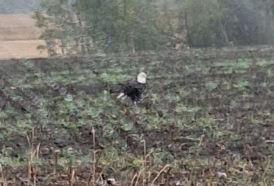 This bald eagle posed along Meier Road Oct. 14 just long enough for Mary Brethouwer to snap the photo. This is as close to a wild bald eagle as we have ever been. Bald eagles hold a special sentimental place for Mary.