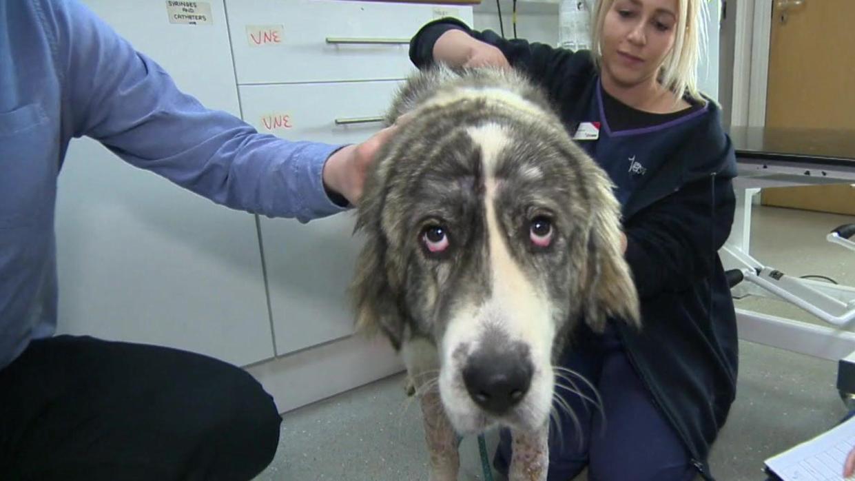 Badger being cared for by the RSPCA