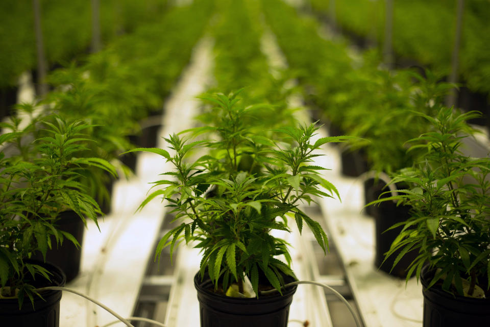 Im kanadischen Ontario wächst Cannabis unter kontrollierten Bedingungen. (Bild: Getty Images)