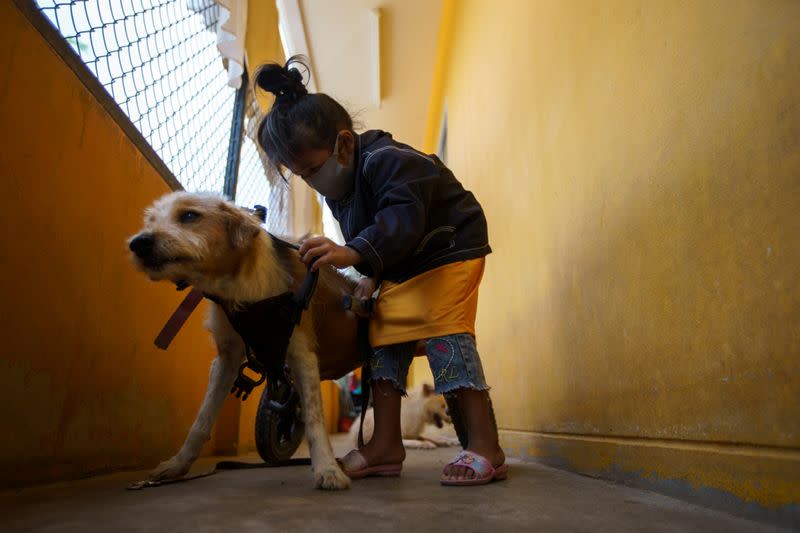 Girl puts a mobility aid on a disabled dog before a daily walk at The Man That Rescues Dogs Foundation in Chonburi