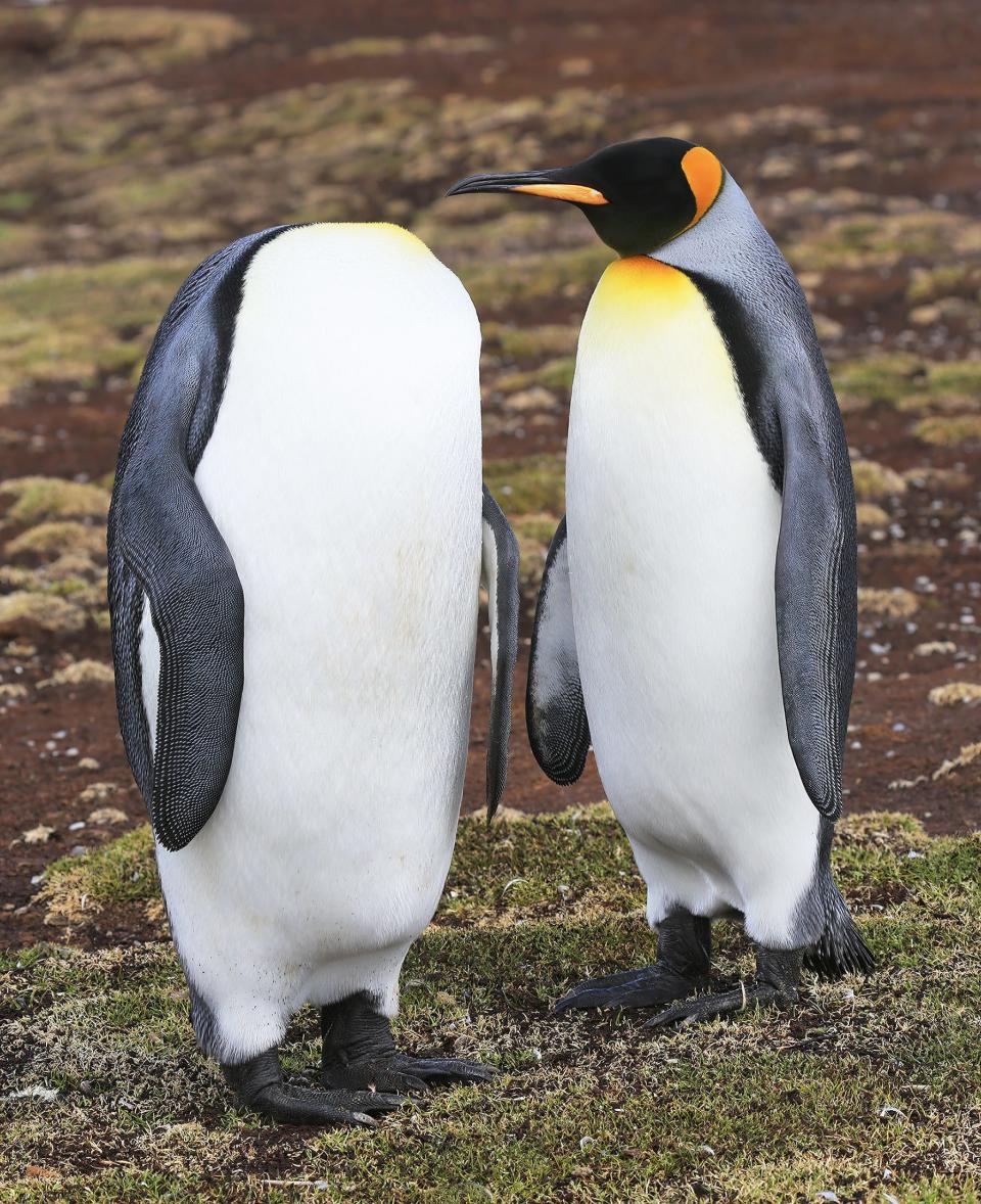 Two penguins, one of which tilts its head out of view so that it appears headless.