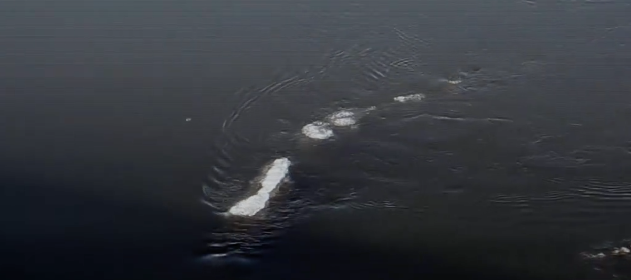 People are going CRAZY over this video of an ‘American Loch Ness Monster’