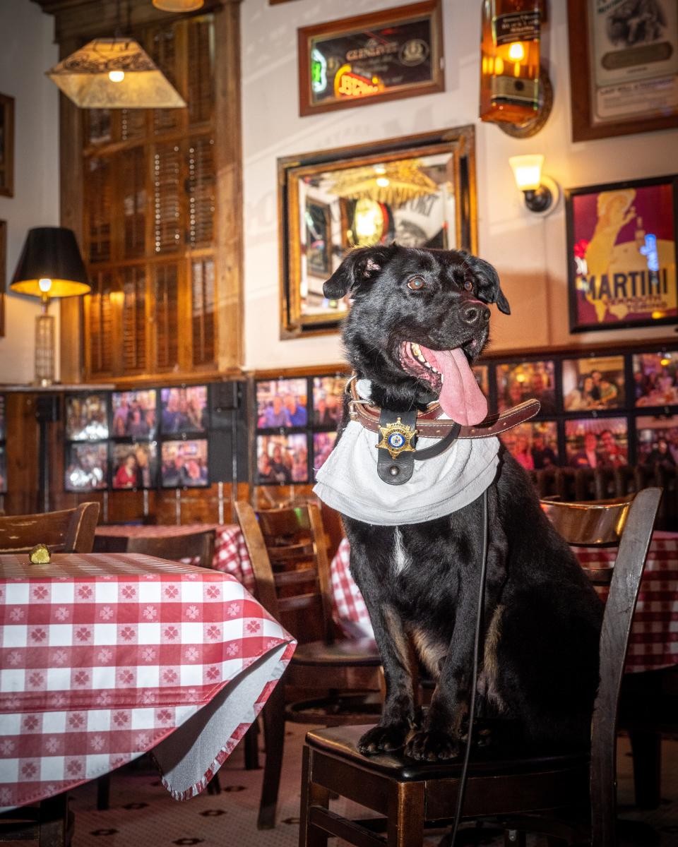 Former shelter dog Kaboom is honored at a private lunch at Arthur's Tavern in Morris Plains after being voted the most popular Morris County K-9 in an online "Bark Madness" poll. He will march in the Morris Plains Memorial Day Parade on March 25.