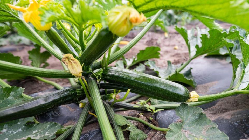 fennel and zucchini harvest threatened by drought