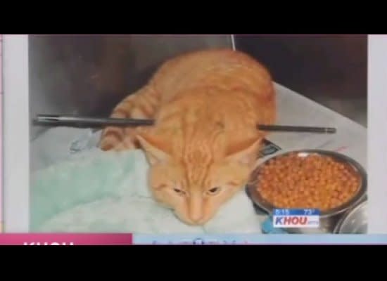 This stray orange tabby in Houston earned the nickname 'Cupid' after he survived a piercing shoulder to shoulder wound in January 2012. A vet safely removed the arrow and 'Cupid' is expected to make a complete recovery.