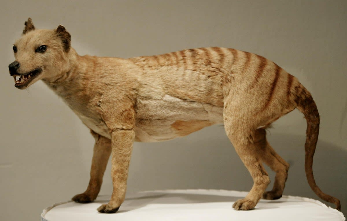 A Tasmanian tiger model displayed at the Australian Museum in Sydney (AFP via Getty Images)