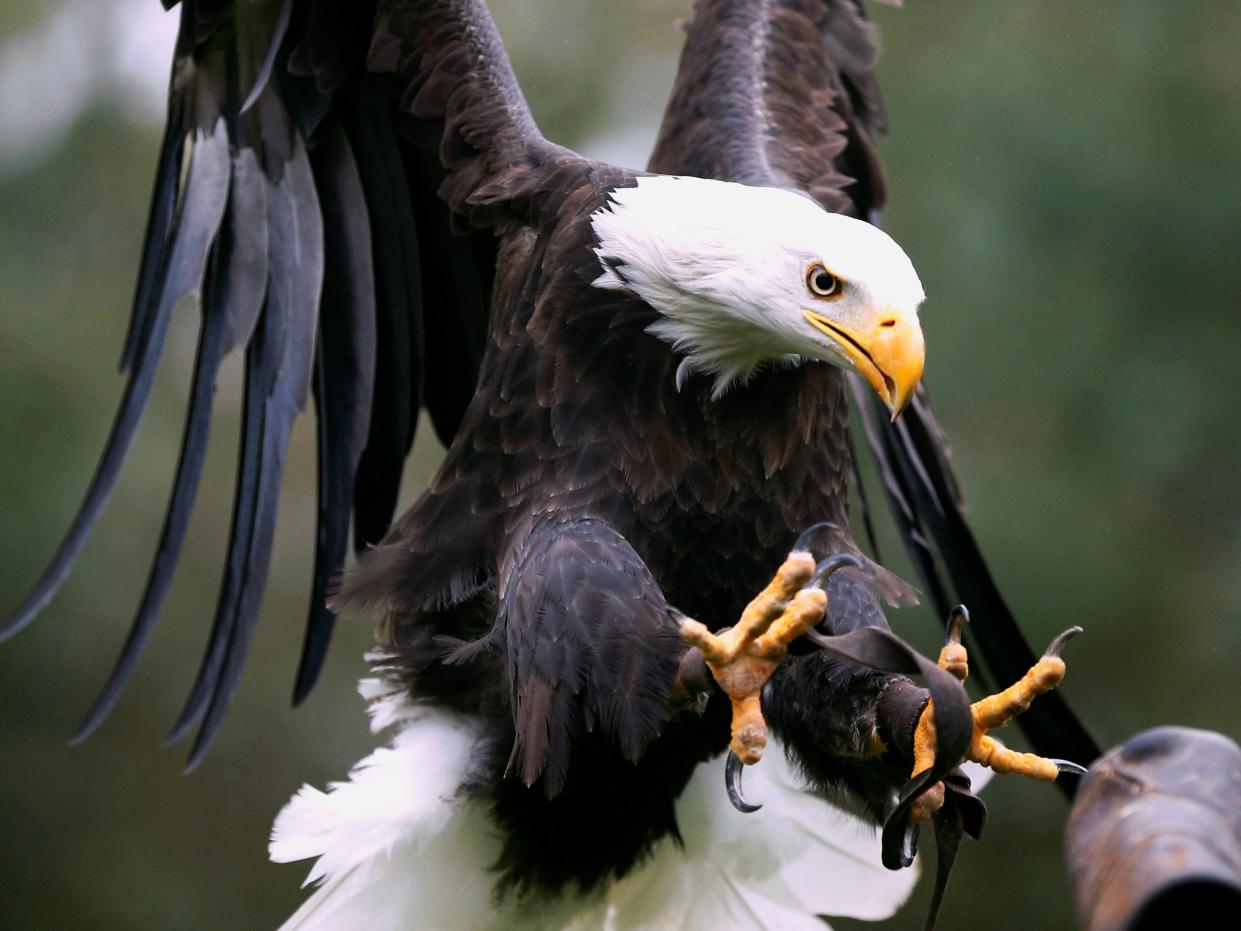 A bald eagle flies towards a landing perch, talons outstretched for landing.