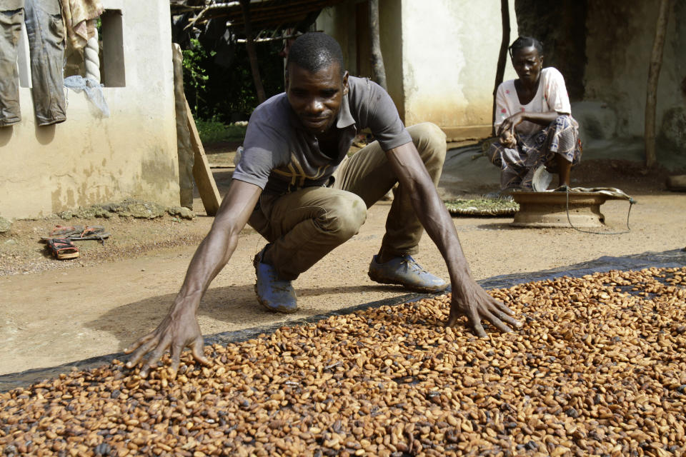 Sylvain N'goran, who has been a cocoa farmer for the past 17 years, dries cocoa beans in the village of Bocanda north of Abidjan, Ivory Coast, Oct. 24, 2022. National production remains on track because the amount of land being cultivated is on the rise. But experts say small-scale farmers are hurting this year. For the cocoa tree to fruit well, rains need to come at the right times in the growing cycle. Coming at the wrong times risks crop disease. (AP Photo/ Diomande Bleblonde)