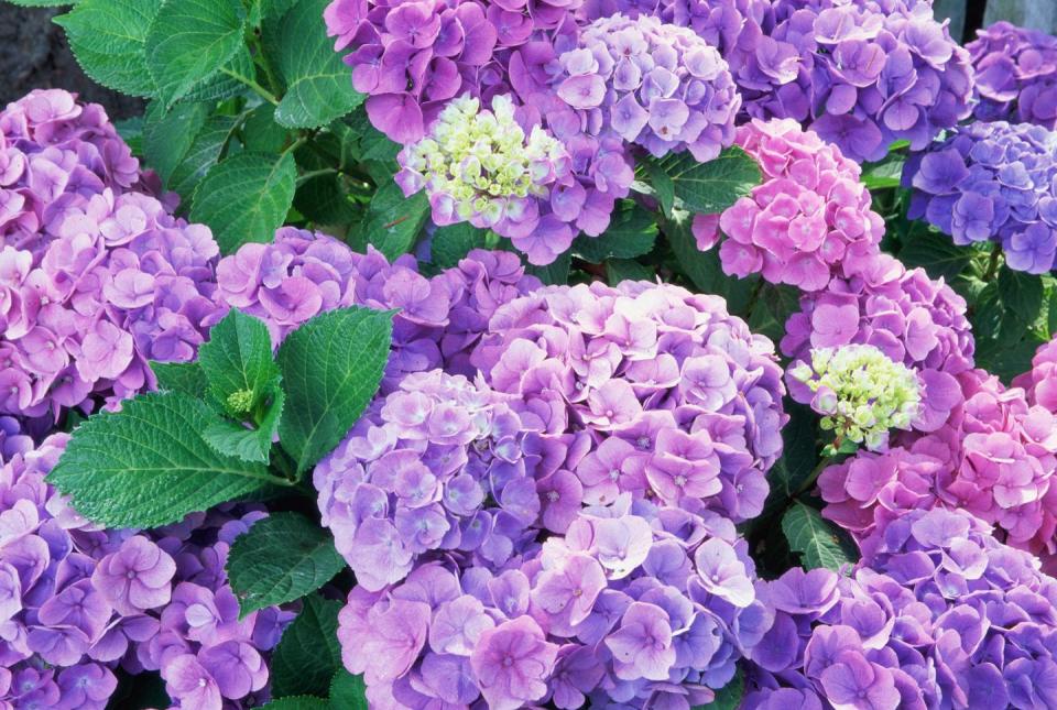 Hydrangea