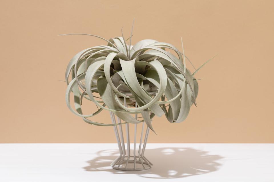 14) Air Plants