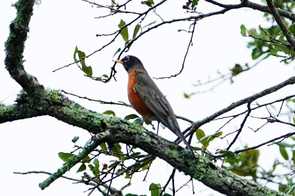 American robins were among the songbirds spotted in the Bradenton area during the National Audubon Society’s 124th Christmas Bird Count in December 2023.