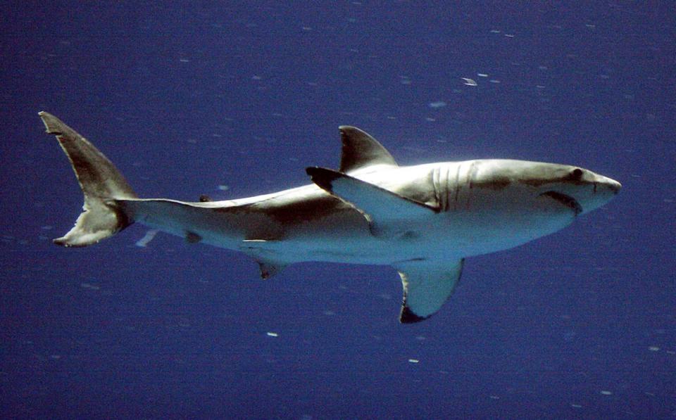 A  great white shark (AP)