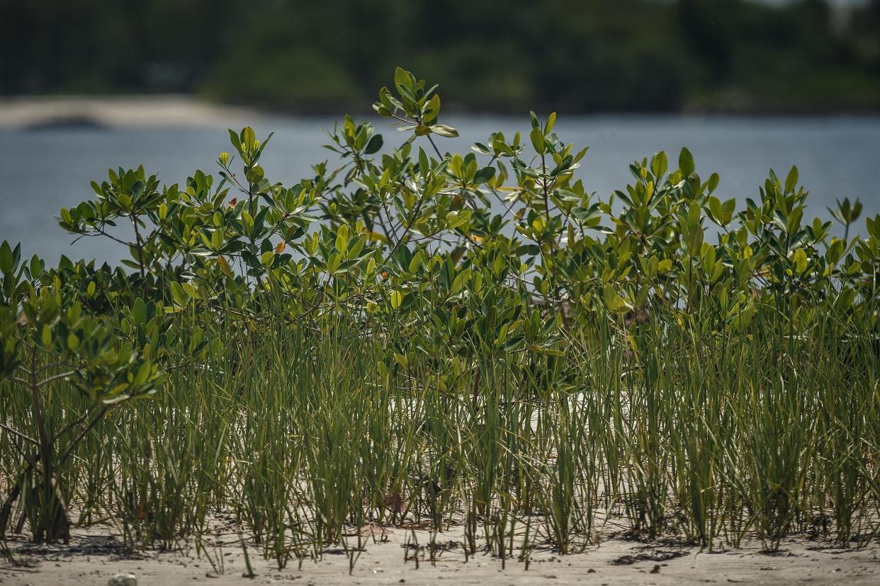 Mangroves serve as the foundation for new habitats, suck and store carbon from the atmosphere, strengthen eroding shorelines and, overall, tackle the effects of climate change.