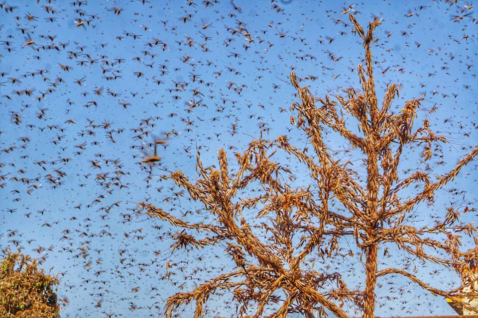 Swarms of locust attack in the residential areas of Jaipur, Rajasthan, Monday, May 25, 2020. More than half of Rajasthans 33 districts are affected by invasion by these crop-munching insects.(Photo by Vishal Bhatnagar/NurPhoto via Getty Images)