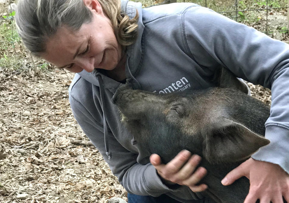 In this undated photo provided by taken in Gilford, N.H., Grover is held by Michele Devereaux. An animal sanctuary and a farm are working together to spare Grover, a slaughterhouse-bound piglet, to promote local agriculture in New Hampshire. Beans and Greens Farm of Gilford is hoping to take Grover to the Tomten Farm and Sanctuary in Haverhill where it will live out its days. (Jenifer Vickery/Tomtem Farm and Sanctuary via AP)