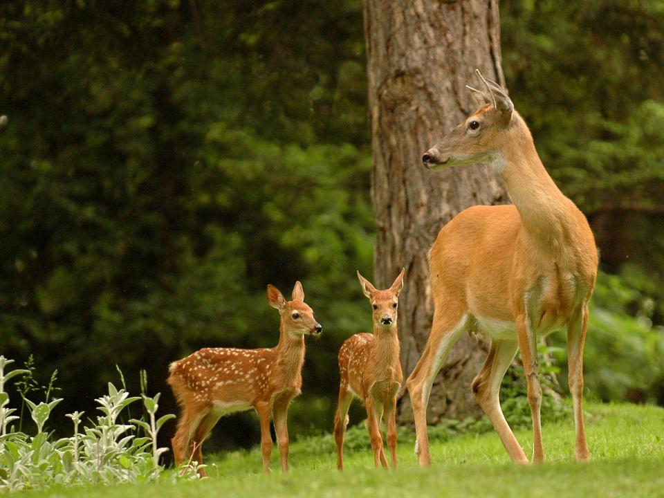 white tailed deer