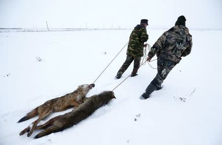 Hunters drag wolves killed in a field outside of the 30 km (19 miles) exclusion zone around the Chernobyl nuclear reactor, near the village of Khrapkov, Belarus, January 27, 2016. REUTERS/Vasily Fedosenko